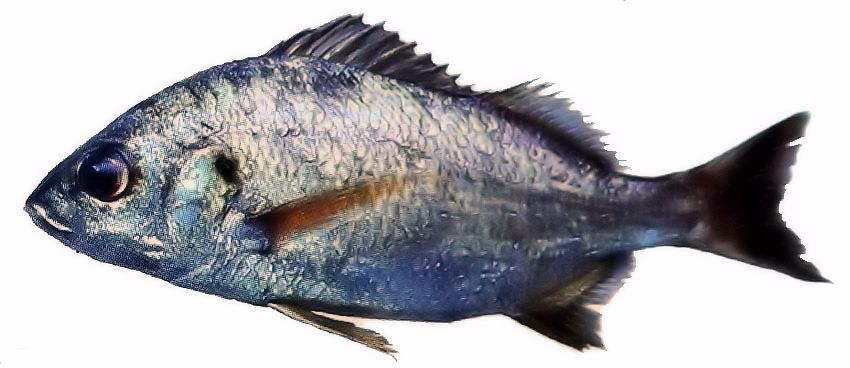 Pomadasys incisus_04